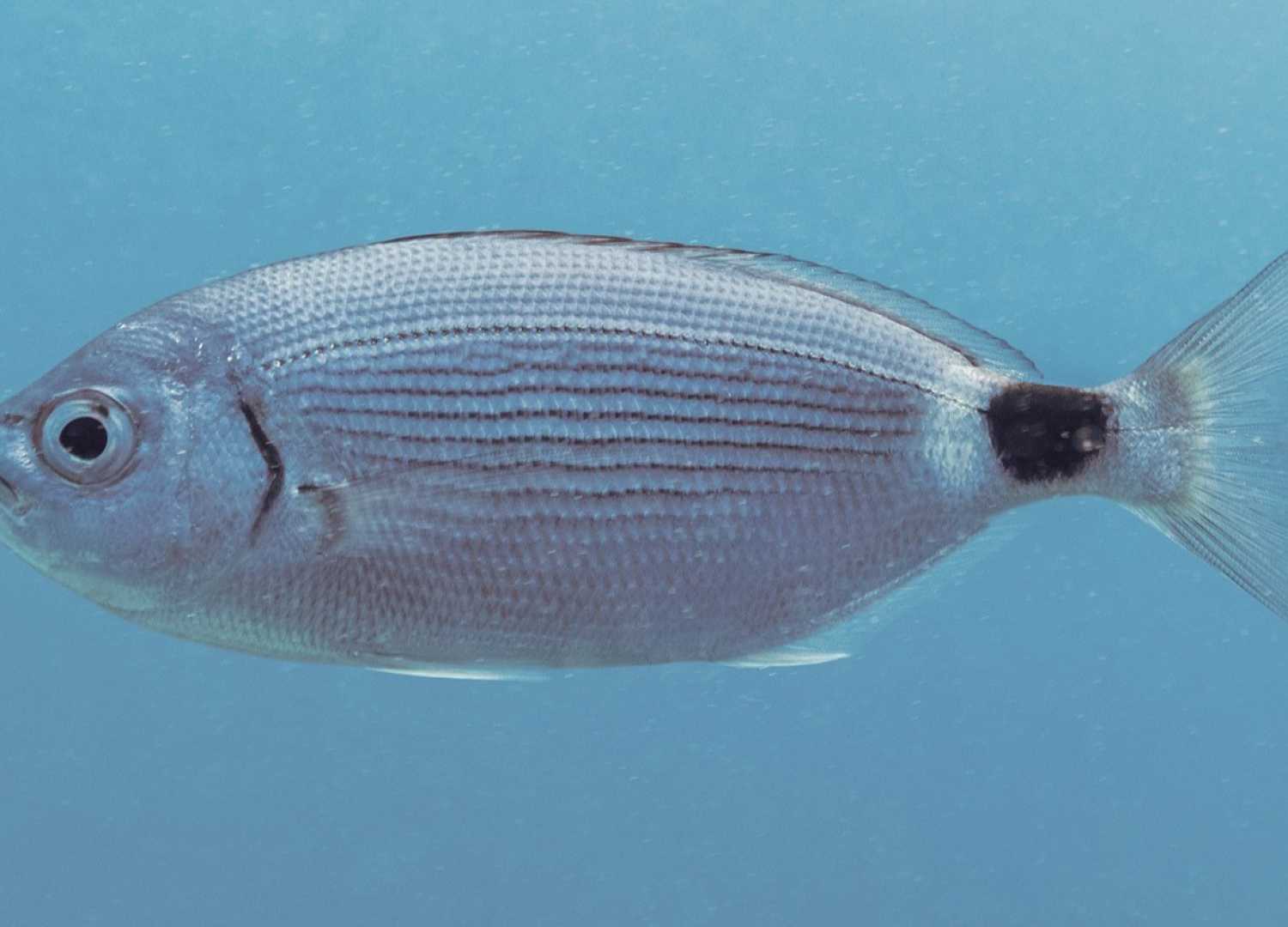 Lo strano caso dei pesci che mordono i bagnanti: quali specie sono, che cosa cercano e perch� lo fanno